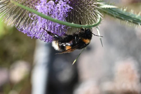Заделывают Пчелы — стоковое фото