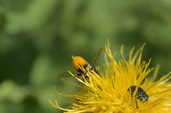 Желтая Пчела Желтом Цветке — стоковое фото