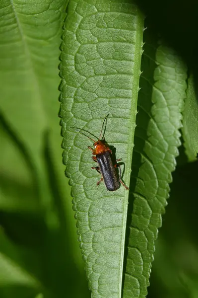 a closeup shot of a beautiful green beetle on a leaf