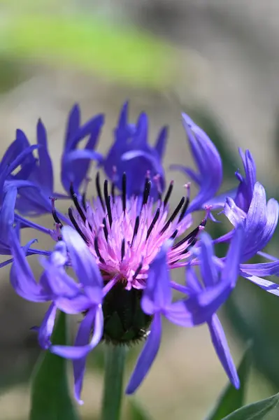 Blaue Kornblume Garten Kornblume Kornblume — Stockfoto