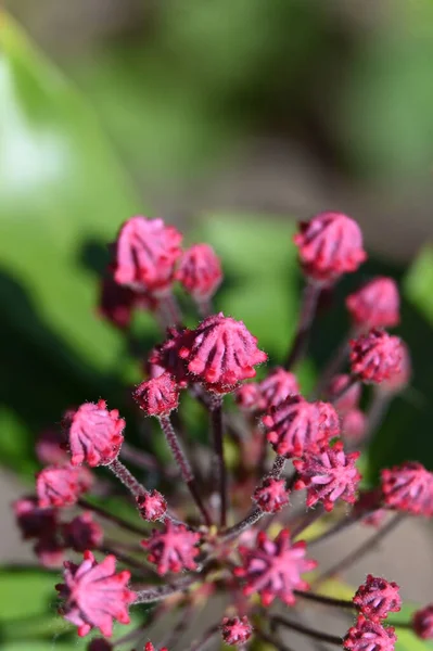 Красные Цветы Саду Флора — стоковое фото