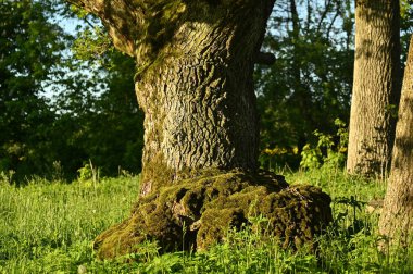 Ormandaki güzel ağaç
