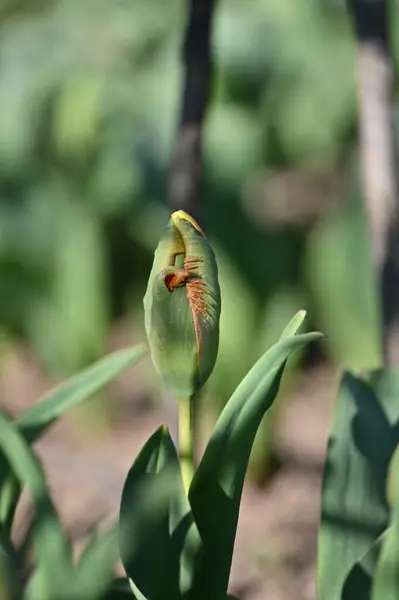 Fleur Tulipe Dans Jardin — Photo
