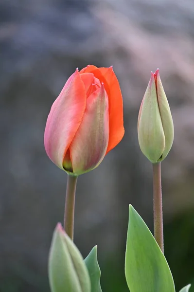 Bela Flor Tulipa Vermelha Jardim — Fotografia de Stock
