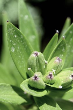 Doğada yeşil yapraklar, bitki örtüsü