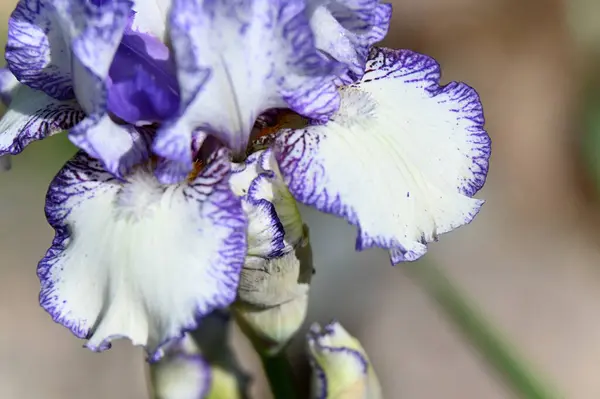 Hermosas Flores Iris Creciendo Jardín Verano Día Soleado —  Fotos de Stock
