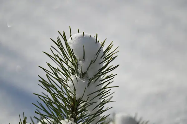 白雪覆盖的冷杉枝 带有松果 — 图库照片#