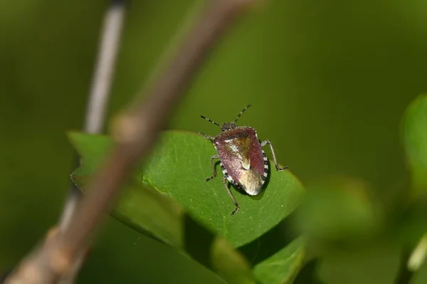 Κοντινή Προβολή Του Bug Στη Φύση — Φωτογραφία Αρχείου