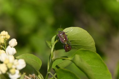 Geçmişi bulanık bir yaprağın üzerindeki bir böceğin yakın çekimi.