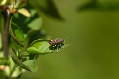 Yeşil yapraklı bir böceğin yakın çekim görüntüsü.