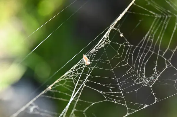 Ιστός Αράχνης Σταγόνες Δροσιάς — Φωτογραφία Αρχείου