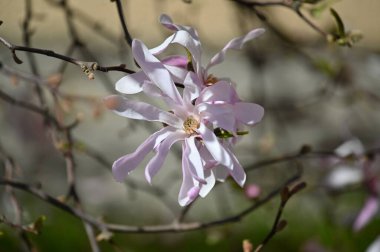 Bahçedeki güzel çiçekler