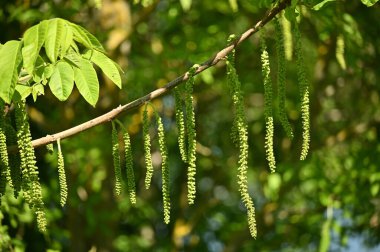 yeşil söğüt tomurcukları yakın