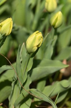 Bahçedeki sarı lale
