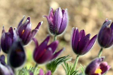 Bahçede güzel mor çiçekler, pulsatilla patent