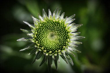 Güzel botanik fotoğrafı, doğal duvar kağıdı.