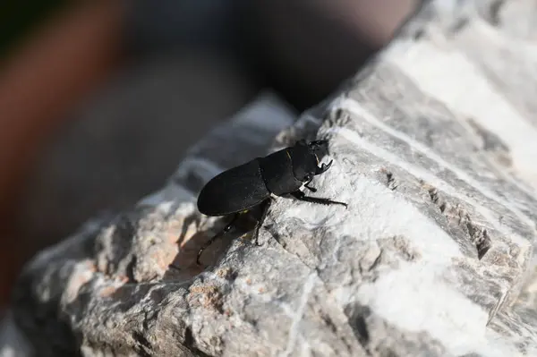 the large beetle sits on a stone in the sun.