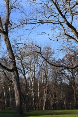 İlkbaharda parkta ağaçlar ve yapraklar