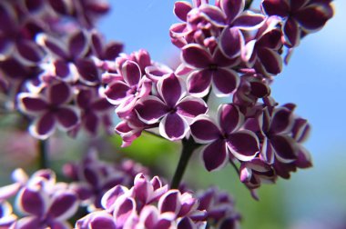 lilac flowers, spring flora clipart