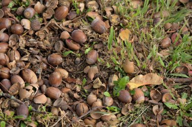 fındık ağacı üzerinde