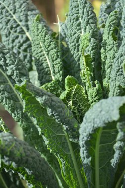 Bahçede yeşil lahana