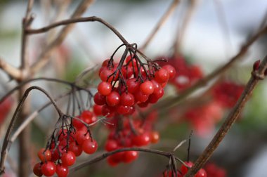 Bahçedeki dalda kırmızı böğürtlen viburnum