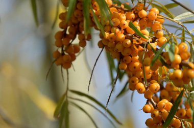 Güneşli bir günde bahçedeki olgun sarı dikenli böğürtlenlerin yakın görüntüsü