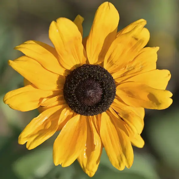 sunflower flower with bee in it in the garden