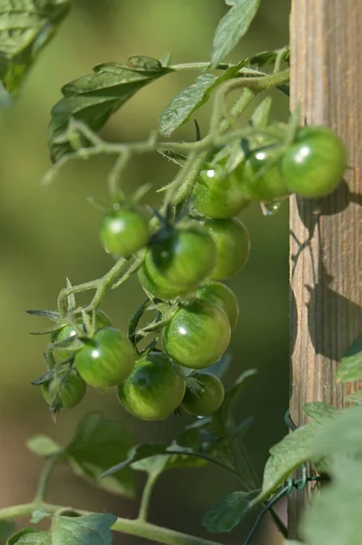 green tomatoes on the vine in the garden