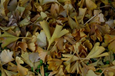 Ağaçta sonbahar yaprakları