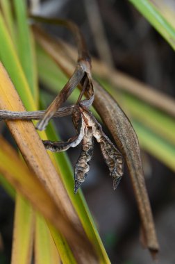 Yaprağın üzerindeki örümceğe yaklaş