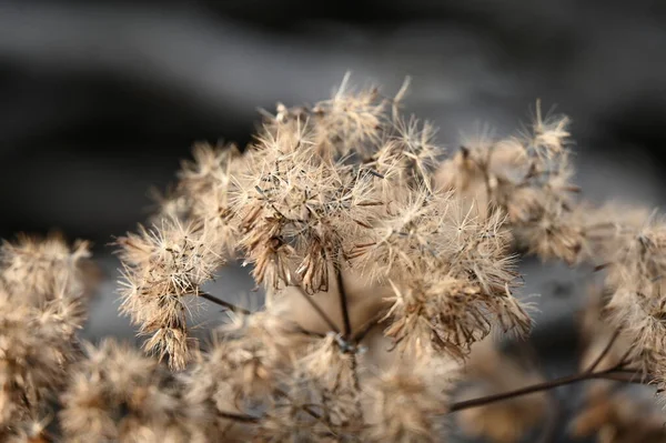 dry flowers of a plant in the garden