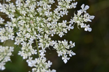 Ormandaki vadinin güzel çiçekleri