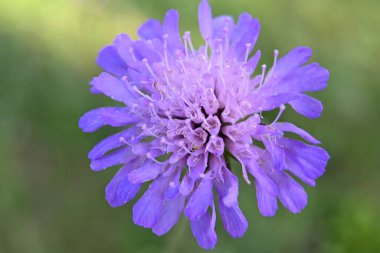 Bahçedeki güzel mor çiçekler