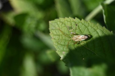 Yaprağın üzerindeki örümcek