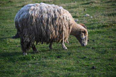 Çimlerin üzerinde koyun