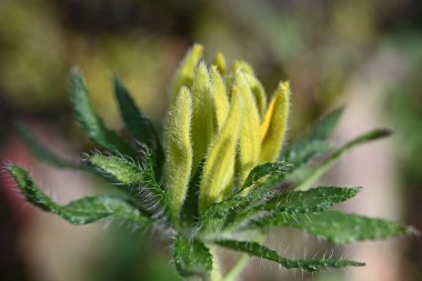 Güzel botanik fotoğrafı, doğal duvar kağıdı.