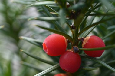 Ağaçtaki kırmızı meyveler