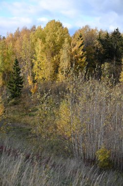 sonbahar güneşli bir gün ormanda