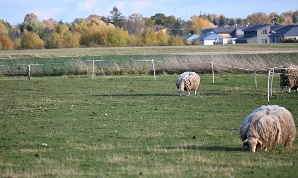 domestic sheep, animal farming concept