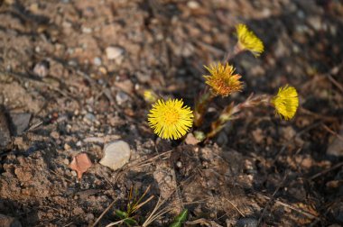 Tarladaki sarı çiçeklerin yakın çekimi.