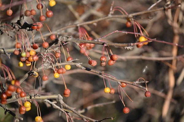 Ağaç dallarındaki kırmızı böğürtlenleri kapat