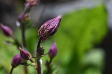 Bahçedeki güzel çiçekler