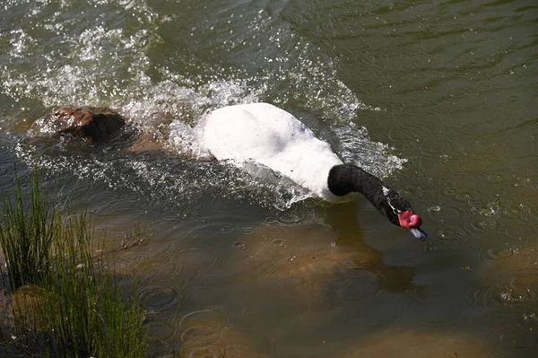 Köpek suda yüzüyor.