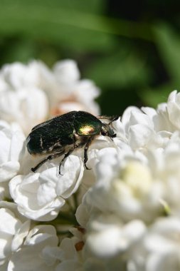 güzel çiçeklerin yakın görünümü