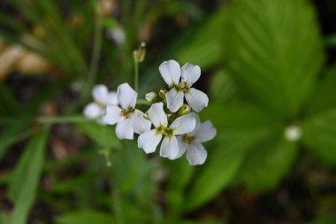 Bahçedeki güzel çiçekler