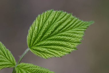 Genç bitki yaprakları.