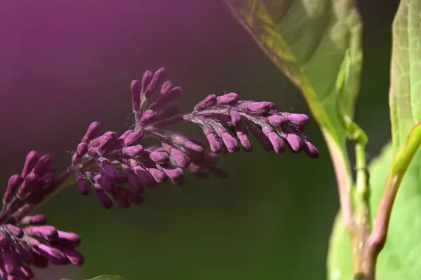 Фіолетова Бузкова Квітка Крупним Планом Ліцензійні Стокові Зображення