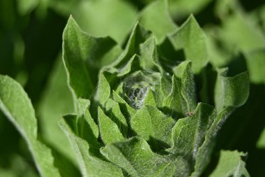 Bulanık arkaplanı olan yeşil bir yaprağın kapağını kapat