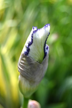 Güzel botanik fotoğrafı, doğal duvar kağıdı.